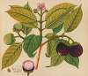 Album of watercolors of Asian fruits and flowers Pl.18