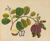 Album of watercolors of Asian fruits and flowers Pl.19