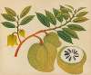 Album of watercolors of Asian fruits and flowers Pl.20