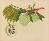 Album of watercolors of Asian fruits and flowers Pl.22
