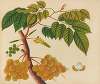 Album of watercolors of Asian fruits and flowers Pl.25