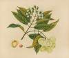 Album of watercolors of Asian fruits and flowers Pl.26