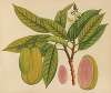 Album of watercolors of Asian fruits and flowers Pl.27