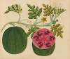 Album of watercolors of Asian fruits and flowers Pl.29