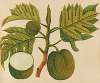 Album of watercolors of Asian fruits and flowers Pl.30