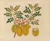 Album of watercolors of Asian fruits and flowers Pl.32