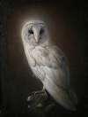 White Barn Owl