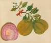 Album of watercolors of Asian fruits and flowers Pl.33