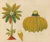 Album of watercolors of Asian fruits and flowers Pl.36