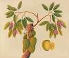 Album of watercolors of Asian fruits and flowers Pl.38