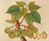 Album of watercolors of Asian fruits and flowers Pl.39
