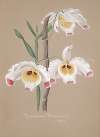 Collection d’orchidées Pl.01
