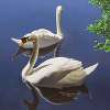 Deux Cygnes (Two Swans)
