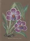 Collection d’orchidées Pl.20