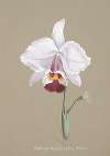 Collection d’orchidées Pl.26