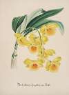 Collection d’orchidées Pl.32