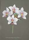 Collection d’orchidées Pl.34