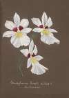 Collection d’orchidées Pl.35