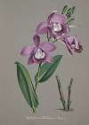 Collection d’orchidées Pl.51