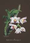 Collection d’orchidées Pl.60
