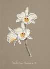 Collection d’orchidées Pl.66