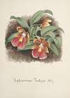 Collection d’orchidées Pl.73