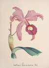 Collection d’orchidées Pl.85
