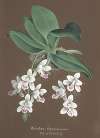 Collection d’orchidées Pl.86
