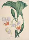 Collection d’orchidées Pl.88