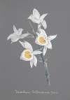 Collection d’orchidées Pl.95