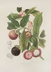 Fleurs, fruits et feuillages choisis de l’ille de Java Pl.16