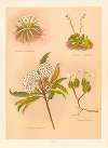 Celmisia longifolia, Celmisia Glandulosa, Olearia Ilicifolia