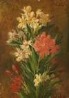Red and white flowering oleander
