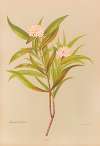 Pimelea Longifolia