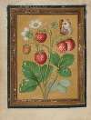 Paintings of Flowers, Butterflies, and Insects Pl.2
