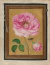 Paintings of Flowers, Butterflies, and Insects Pl.6