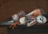 Still life with shells and coral on a table