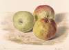 The Summer Lodden, Sept. 1832; A Still Life Study of Three Apples