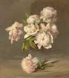 Peonies in a Vase