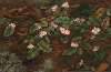 Trailing Arbutus