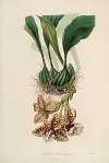 Sertum orchidaceum; A wreath of the most beautiful orchidaceous flowers Pl.01