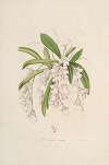 Sertum orchidaceum; A wreath of the most beautiful orchidaceous flowers Pl.02