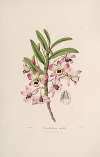 Sertum orchidaceum; A wreath of the most beautiful orchidaceous flowers Pl.03