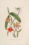 Sertum orchidaceum; A wreath of the most beautiful orchidaceous flowers Pl.05