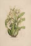 Sertum orchidaceum; A wreath of the most beautiful orchidaceous flowers Pl.06