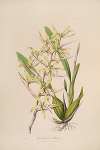 Sertum orchidaceum; A wreath of the most beautiful orchidaceous flowers Pl.07