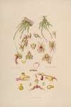 Sertum orchidaceum; A wreath of the most beautiful orchidaceous flowers Pl.08