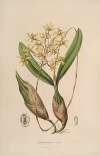 Sertum orchidaceum; A wreath of the most beautiful orchidaceous flowers Pl.10