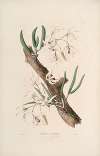 Sertum orchidaceum; A wreath of the most beautiful orchidaceous flowers Pl.11