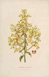 Sertum orchidaceum; A wreath of the most beautiful orchidaceous flowers Pl.12